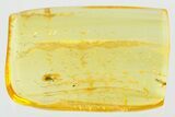 Detailed Fossil Beetle (Dryophilinae) in Baltic Amber #307611-1